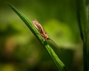 Wall Mural - Closeup of caddisfly sitting on green leaf in garden on green blurred background