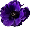Purple flower Anemone isolated transparent PNG