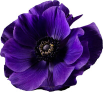 Purple Flower Anemone Isolated Transparent PNG