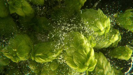 Wall Mural - Green fresh hop cones in water for making beer.