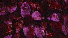Full Frame Of Purple Leaves Pattern Background, Nature Lush Foliage Leaf Texture , Tropical Leaf