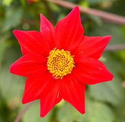 Sticker - Beautiful close-up of a single-flowered dahlia