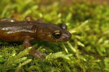 Canvas Print - Closeup on a sub-adult limestone salamander, Hydromantes brunus  at Merced River California