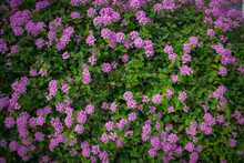 Purple Trailing Lantana Plant Flowers On Green Leaves Background