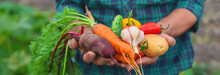 A Man With A Harvest Of Vegetables In The Garden. Selective Focus.