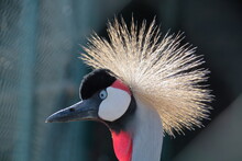 Close-up Of Gray Crowned Crane