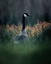 Canada Geese On Field