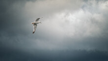 A White Seagull Flying In The Overcast Sky Before A Thunderstorm