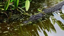 Alligator Swimming In The Marsh