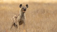 African Black Spotted Hyena