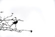 Silhouette of a bird sitting on a branch on a black and white photo for creative design and environmental articles. Silhouette of a bird on a tree on a white background.