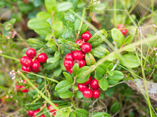 Red Wild Ripe Cranberry On Green Background Close-up View, Lingonberry Berry On A Bush In The Forest.