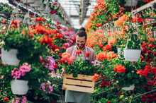 Florist Man Working With Flowers At A Plant Nursery Greenhouse.