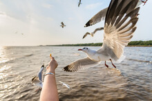 Seagull Eating Food In The Sky From Human Hand At Samut Prakan, Thailand.