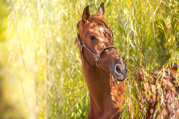 Wall Mural - Red horse in autumn park