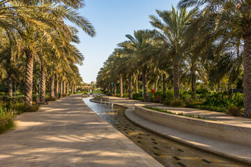 Wall Mural - City park with exotic palm trees, botanical garden in Abu Dhabi. UAE.