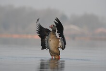Bird In Lake