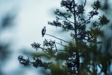 Osprey Sitting In A Tree
