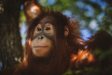 Cutest Baby Orangutan Hangs In A Tree In Zoo