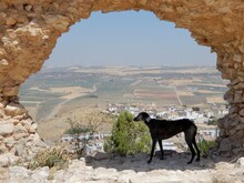 Spanish Greyhound Amongst 13th Century Castle Ruins In Southern Spain