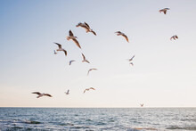 Flock Of Seagulls Flying Over The Calm Sea In Beautiful Light. Sunrise, Nature, Outdoors