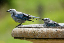 Bluebirds Taking A Bath
