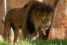 Lion Holding The Raw Meat On Bone