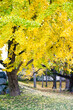 秋の銀杏のイメージ写真