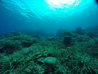  Scuba diving on the reefs of Majuro,Marshall islands.