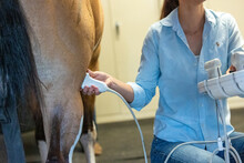Equine Veterinarian Exam Using An Ultrasound 