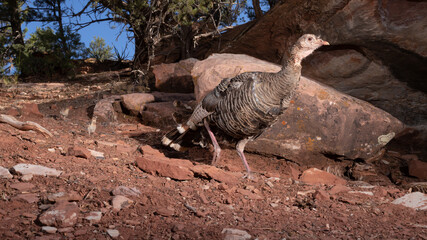 Wall Mural - A wild turkey hen leads two young chicks through an American southwest desert environment with large sandstone rocks and pinyon pine trees in the background. 