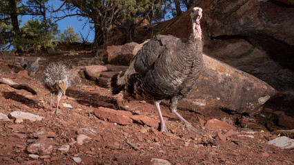 Wall Mural - A wild turkey hen leads her young chicks down a rocky slope in an American southwest desert environment with red sandstone rocks and pinyon pines in the background. 