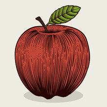 Illustration Red Vintage Apple Fruit With Engraving Style On White Background