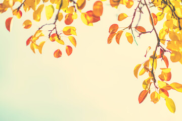 Poster - Autumn background with colorful tree leaves on sunny sky