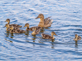 A family of ducks, a duck and its little ducklings are swimming in the water. The duck takes care of its newborn ducklings. Mallard, lat. Anas platyrhynchos