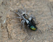 Jumping Spider With a Fly
