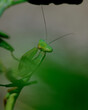 Green Praying Mantis 