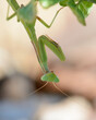 Green Praying Mantis Hanging Upside Down
