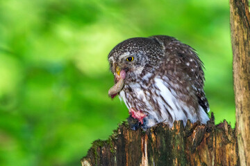 Wall Mural - Sperlingskauz (Glaucidium passerinum) mit Beute