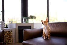 Chihuahua Looking Away While Sitting On Armchair In Living Room 