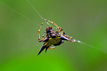 Spiny Orb Weaver Spider On A Web