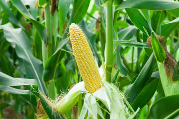 Wall Mural - Fresh ripe corn cobs in an organic corn field. 