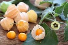 Ripe Fruits And Flower Of Physalis Peruviana On The Table. Also Known Cape Gooseberry, Ground Cherries Or Winter Cherry.