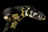 Fototapeta Zwierzęta - Tropical chicken snake (Spilotes megalolepis)