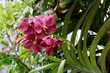 Burgundy spot vanda orchid branch in full bloom in a botanical garden