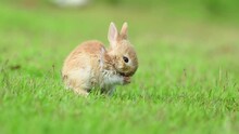 Little Rabbits Or Baby Rabbits On The Green Grass 
