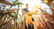 A Young Agronomist Inspects The Quality Of The Corn Crop On Agricultural Land. Farmer In A Corn Field On A Hot Sunny Day