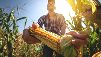 Wall Mural - A young agronomist inspects the quality of the corn crop on agricultural land. Farmer in a corn field on a hot sunny day