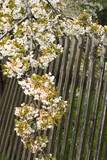 Fototapeta Tęcza - Kwitnące wiosenne drzewo na tle starego drewnianego płotu.