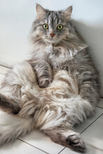 Fluffy Siberian Cat Sits Funny. Pet Portrait. The Animal Sits On The Pope In A Amusing Pose. Vertical Photo.